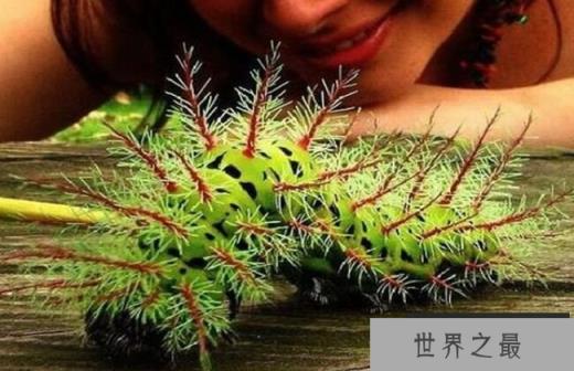 The Lonomia Caterpillar