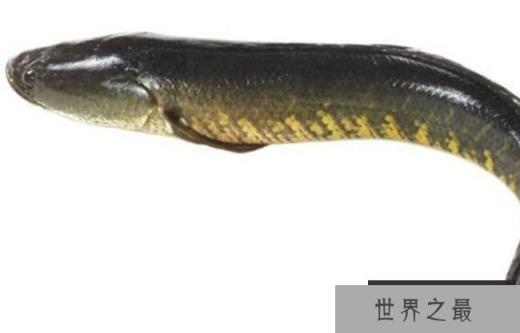 黑鱼