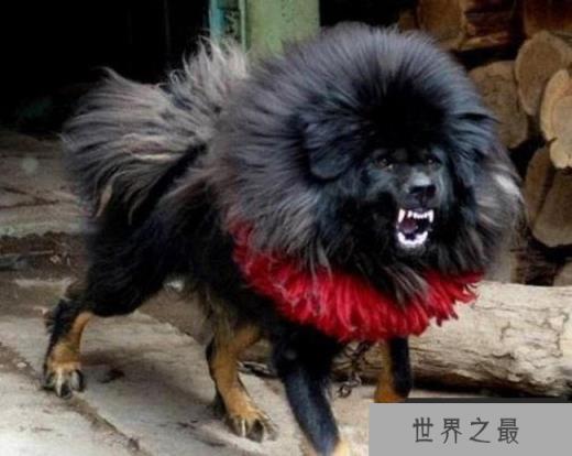 鬼獒