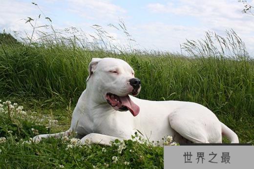 阿根廷杜高犬