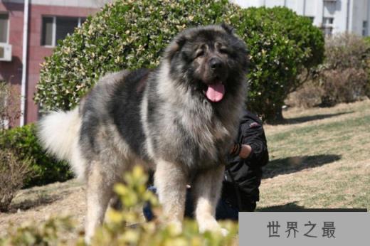 高加索犬