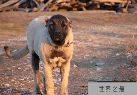 土耳其坎高犬