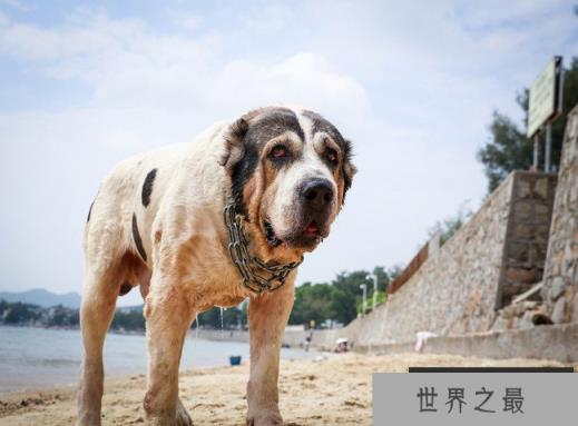 中亚牧羊犬