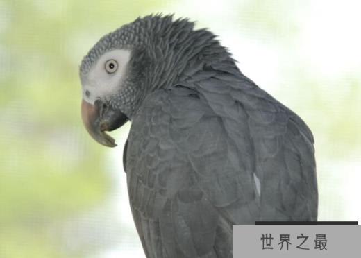 非洲灰鹦鹉