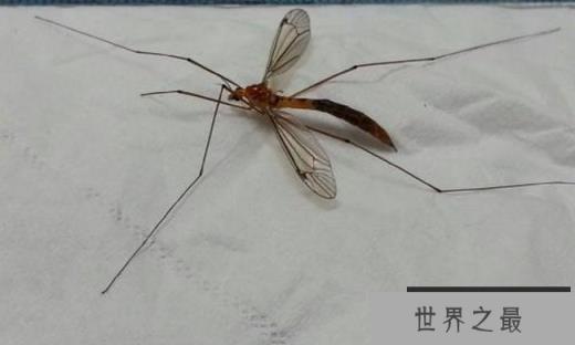 华丽巨蚊