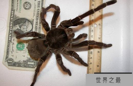 巨人蜘蛛