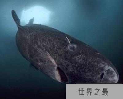 格陵兰鲨鱼