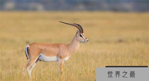 格兰特的瞪羚