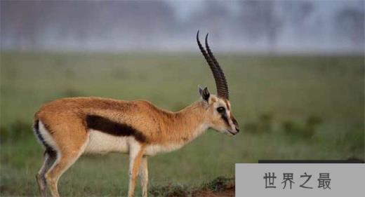 汤姆森的瞪羚