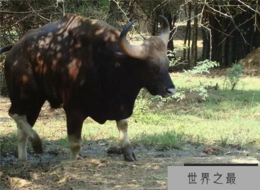 亚洲白肢野牛