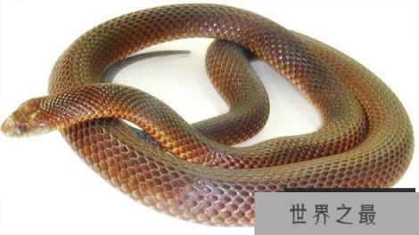 棕伊澳蛇