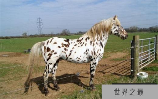 阿帕卢萨马（价格3000美元）