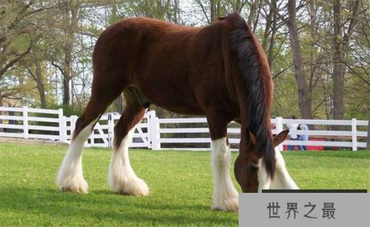 克莱兹代尔马（价格5000美元）