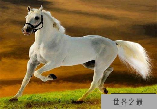 美国夸特马（价格14500美元）