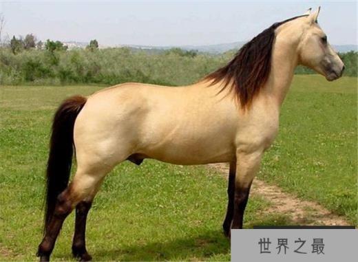 摩根马（价格55000美元）