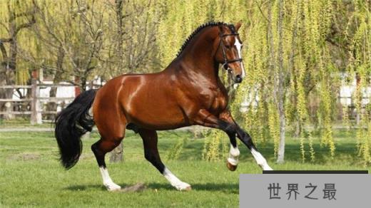 纯种马（价格89259美元）