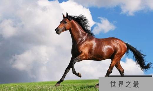 阿拉伯马（价格10万美元）