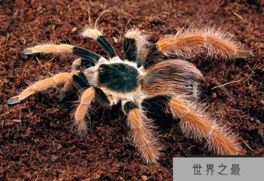 哥伦比亚巨型蜘蛛