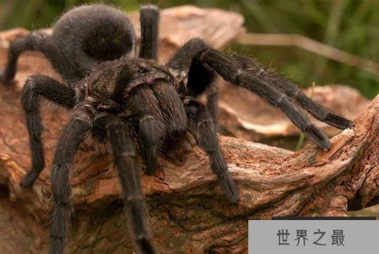 巴西巨型狼蛛