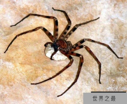 巨型猎人蜘蛛