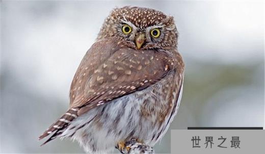 北部侏儒猫头鹰