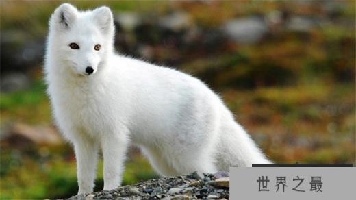 北极狐