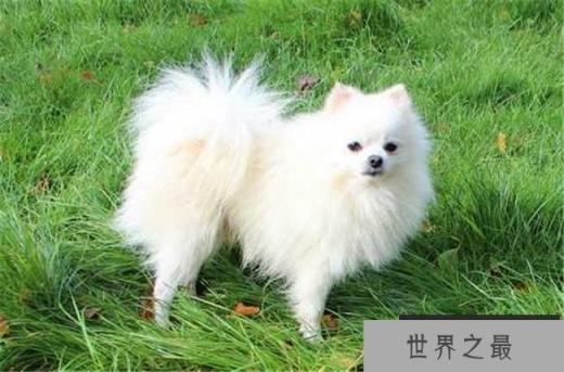 博美犬