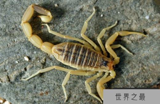 以色列杀人蝎 以色列杀人蝎