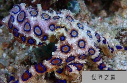 蓝环章鱼 蓝环章鱼