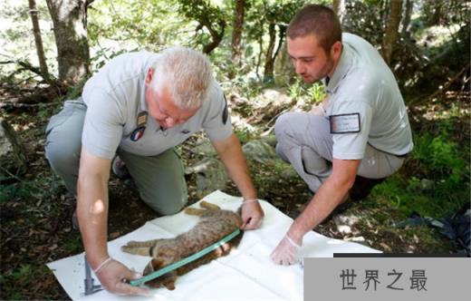 法国猫科新物种