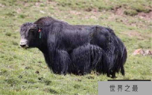 世界首个无角牦牛 脾气温顺更好养活