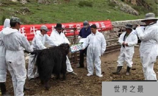 世界首个无角牦牛 脾气温顺更好养活