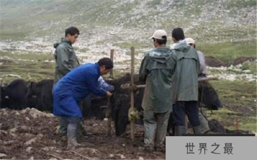 世界首个无角牦牛 脾气温顺更好养活