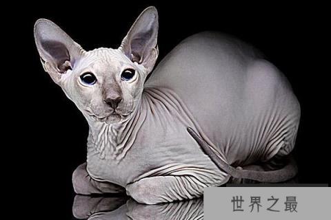 世界上最聪明的猫 加拿大无毛猫是智商最高的猫