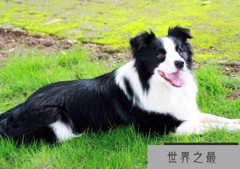 世界上最聪明狗