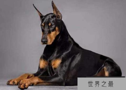 杜宾犬