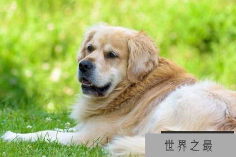 金毛寻回犬
