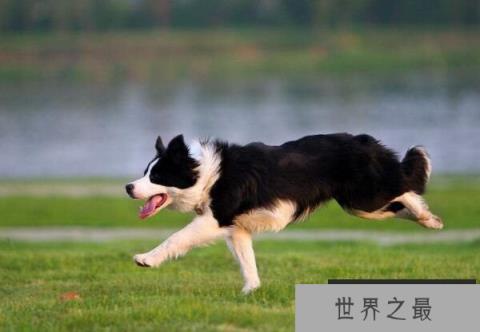 边境牧羊犬