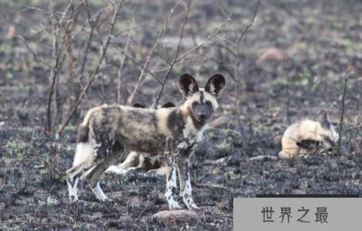 非洲野犬