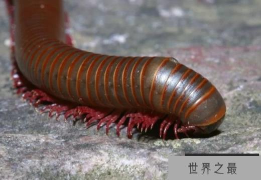 千足虫-Illacme plenipes