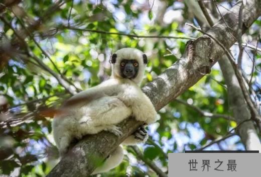 马达加斯加狐猴