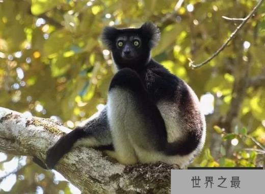 马达加斯加大狐猴