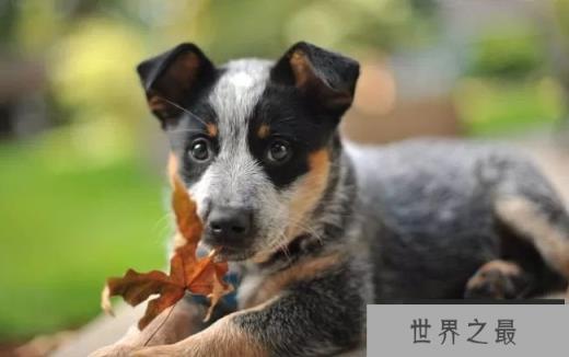 澳洲牧牛犬
