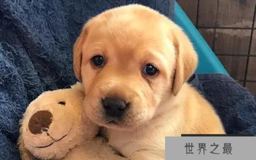 拉布拉多寻回犬