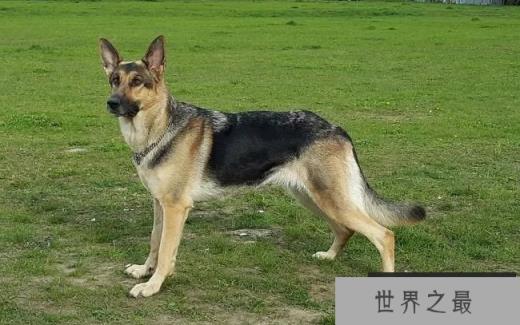 德国牧羊犬