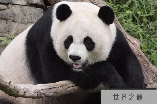 大熊猫