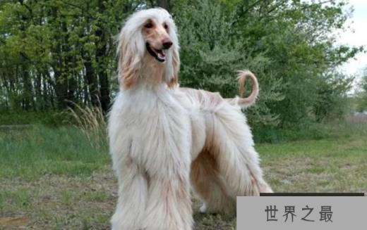 阿富汗猎犬