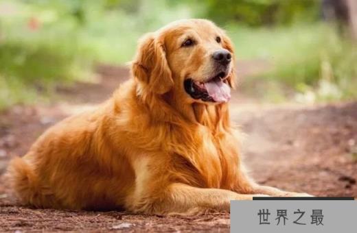 金毛寻回犬