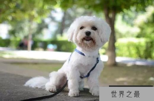马尔济斯犬