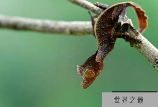 撒旦叶尾壁虎